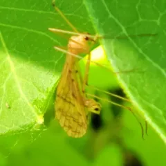 Thin Hangingfly thumbnail 3
