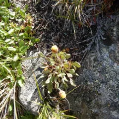 Ogotoruk Creek Groundsel thumbnail 4