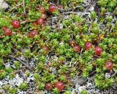 Rock Crowberry thumbnail 2