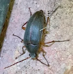 Androchirus erythropus thumbnail 3