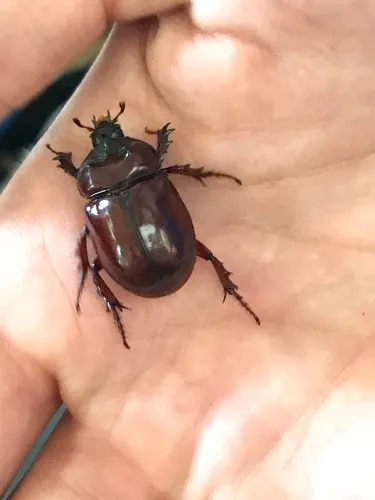 Smooth Ox Beetle