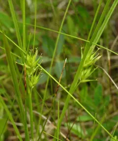 Michaux's sedge thumbnail 3