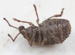 Otiorhynchus porcatus thumbnail 2