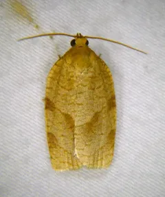 Parallel-banded Leafroller Moth thumbnail 3