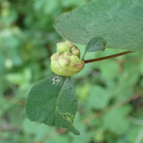 Snowberry Sawfly