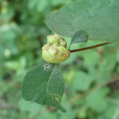 Snowberry Sawfly thumbnail 1
