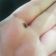 Lesser Knapweed Flower Weevil thumbnail 1