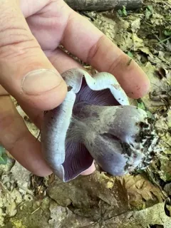 Cortinarius obliquus thumbnail 1