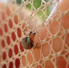Wamba crispulus thumbnail 3