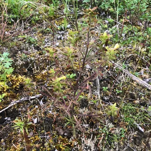 Labrador Lousewort