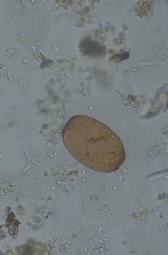 Archerella flavum