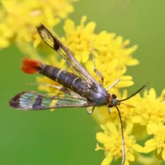 Maple Clearwing Moth thumbnail 3