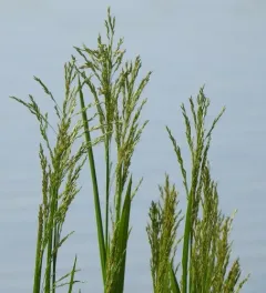 reed meadowgrass thumbnail 2