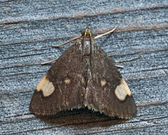 Large-spotted Evergestis Moth thumbnail 2