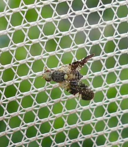 Jamesomyia geminata