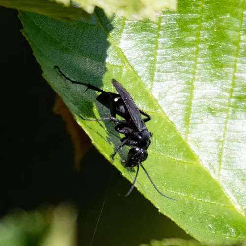 Two-spotted Spider Wasp