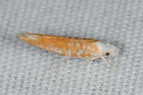 Brindled zelleria