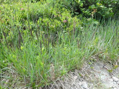 Pickering's Reed Bentgrass