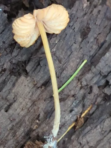 Entoloma cuspidiferum