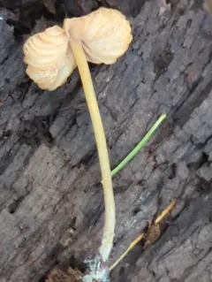 Entoloma cuspidiferum thumbnail 1