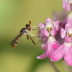 Stylogaster neglecta thumbnail 3