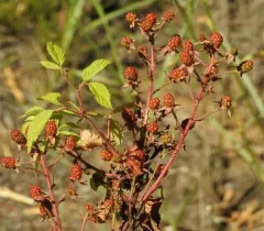 Old Field Blackberry thumbnail 4