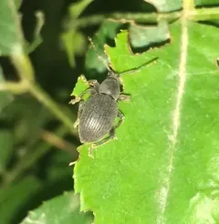 Lilac Root Weevil thumbnail 3