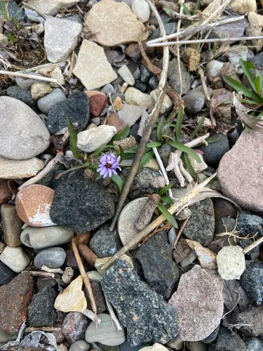 Pygmy Wood-aster
