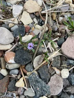 Pygmy Wood-aster thumbnail 1