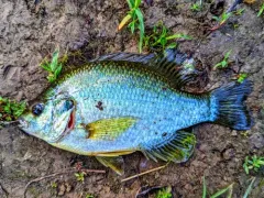 Redear Sunfish thumbnail 3