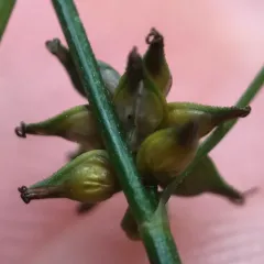 rosy sedge thumbnail 2