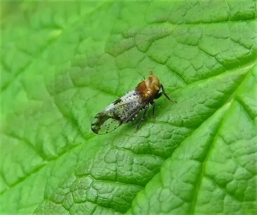 yellowish planthopper