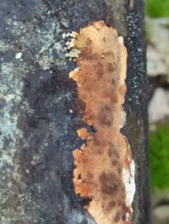 Steccherinum nitidum thumbnail 1