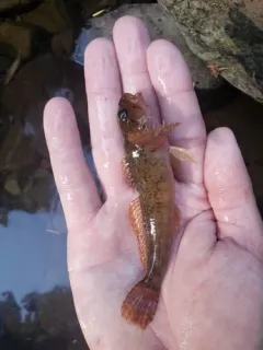 Shorthead Sculpin thumbnail 2