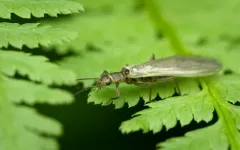 Gaspé Sallfly thumbnail 2