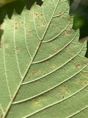 Black Spot of Elm