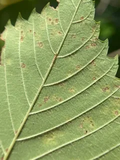 Black Spot of Elm thumbnail 1