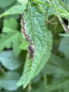 Calycomyza verbenae thumbnail 3