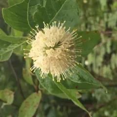 buttonbush thumbnail 4