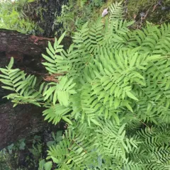 American Royal Fern thumbnail 5