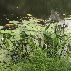 pickerelweed thumbnail 3
