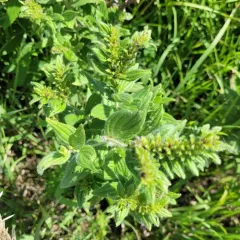 false gromwell thumbnail 4