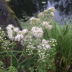 white meadowsweet thumbnail 5