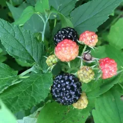 black raspberry thumbnail 4