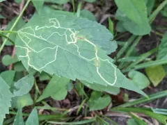 Liriomyza eupatoriella thumbnail 2