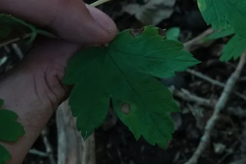 Septoria ribis