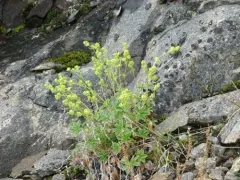 Alpine Lady's-mantle thumbnail 3
