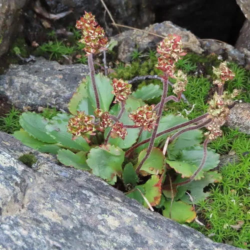 Alpine Saxifrage