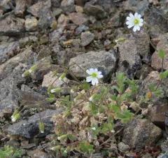 Alpine Mouse-ear thumbnail 2