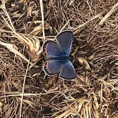 Acmon Blue thumbnail 3